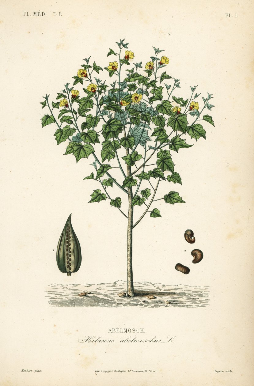 Abelmusk, paraply eller ettårig hibiskus, Abelmoschus moschatus, Hibiscus abelmoschus, Abelmosch av Unbekannt