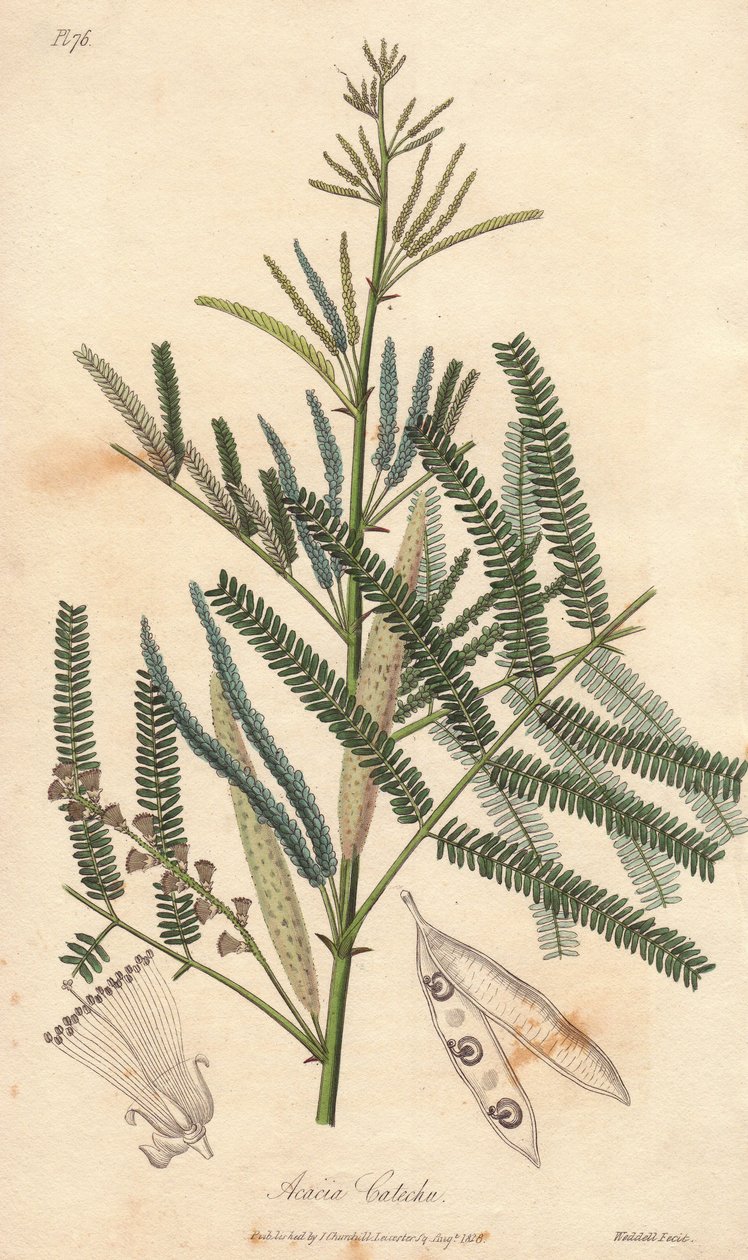 Acacia a cachou eller cachoutier (Acacia catechu) - Vatten av William Clarke för att illustrera "Medical Botanical, Description of the Medicinal Plants of London, Edinburgh and Dublin" av John Stephenson och James Morss Churchill, publicerad i London av Jo av Unbekannter Künstler