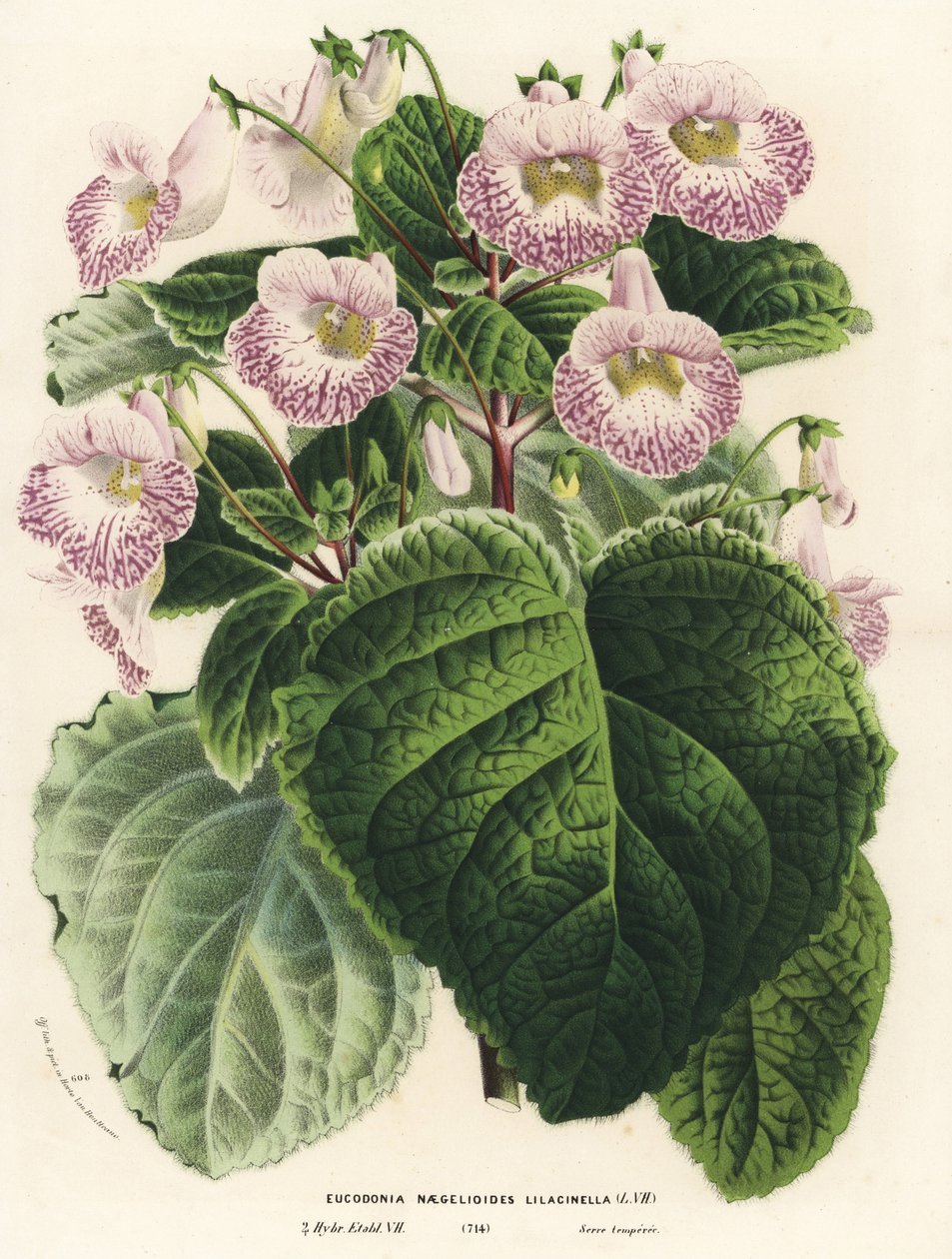 Achimenantha x naegelioides, lila kultivar (Eucodonia naegelioides lilacinella). Handkolorerad litografi från Louis van Houtte och Charles Lemaires Flowers of the Gardens and Hothouses of Europe, Flore des Serres et des Jardins de l