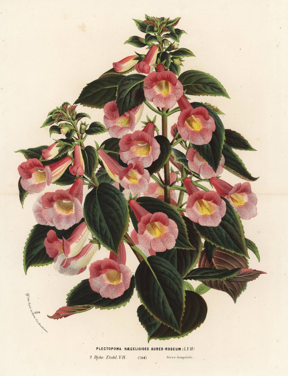 Achimenantha x naegelioides, rosa och guldfärgad sort. Plectopoma naegelioides aureo-roseum. Handkolorerad litografi från Louis van Houtte och Charles Lemaires Flowers of the Gardens and Hothouses of Europe, Flore des Serres et des Jardins de l