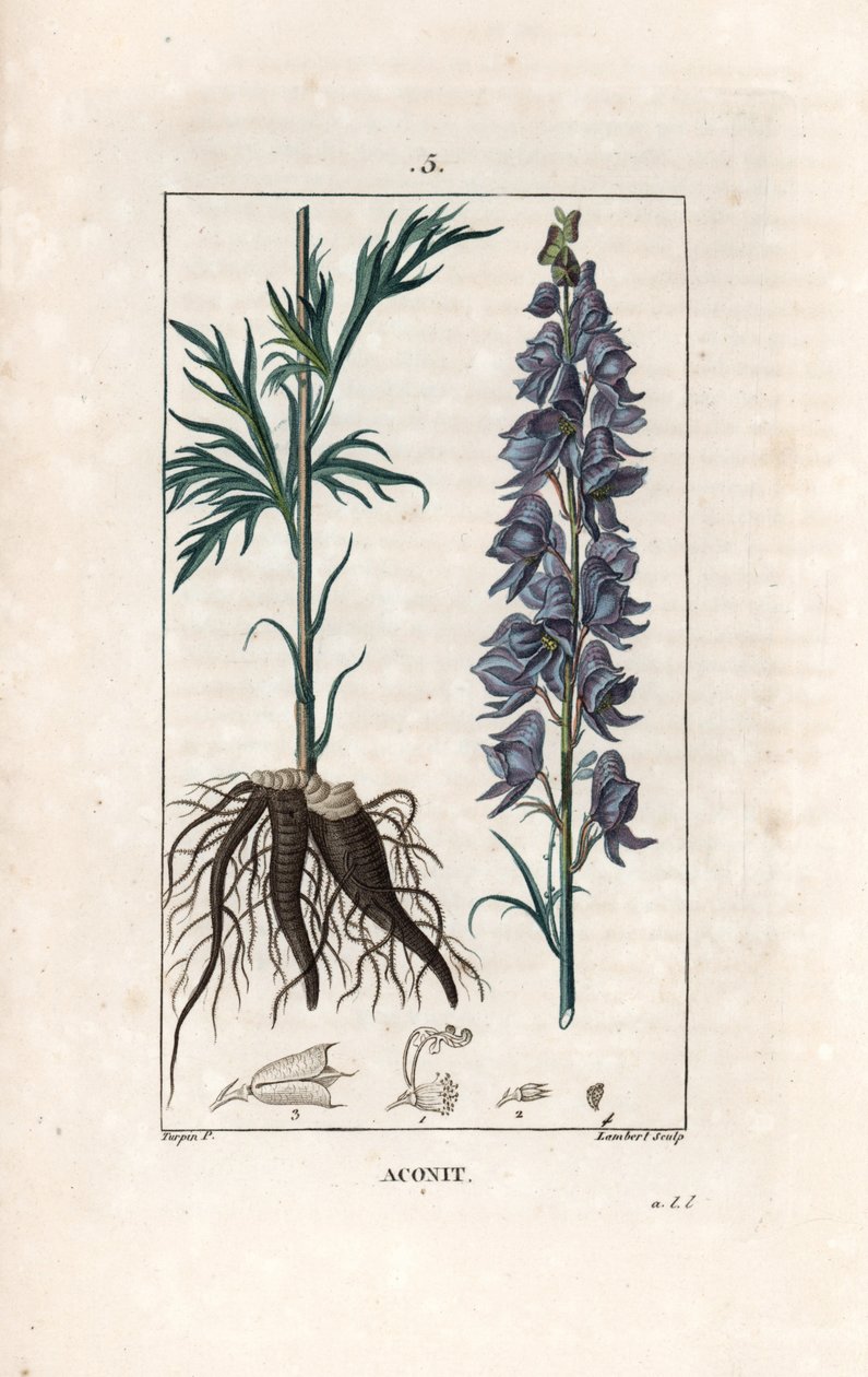 Aconit - Gravyr av Lambert efter en teckning av Pierre Jean Francois Turpin (1775-1840), från La flore medicale, de Chaumeton, Poiret et Chamberet, Paris 1830 - Munkört, Aconitum napellus, visar blommor, blad och rötter - Gravyr av Lambert efter en tecknin av Unbekannter Künstler