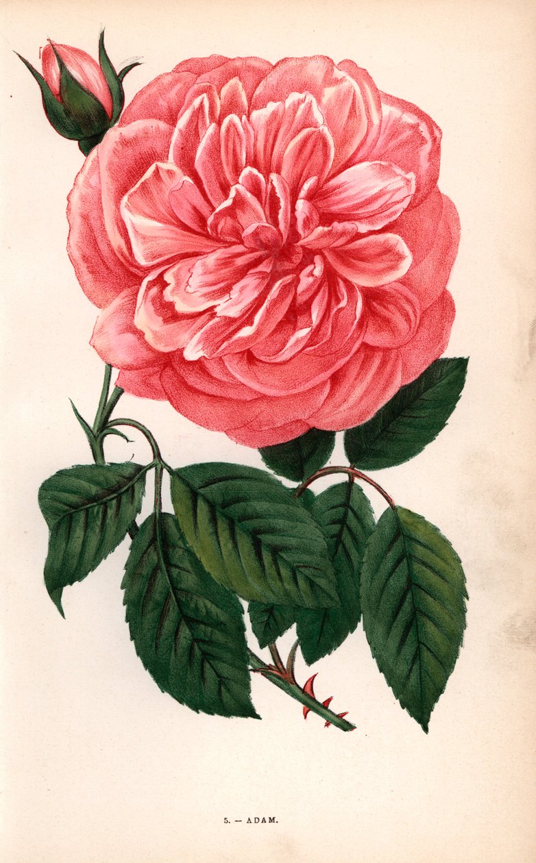 Adam-ros, en variant av te-ros som odlades av Monsieur Adam från Reims 1838. Kromolitografi ritad och litograferad efter naturen av F. Grobon från Hippolyte Jamain och Eugene Forney