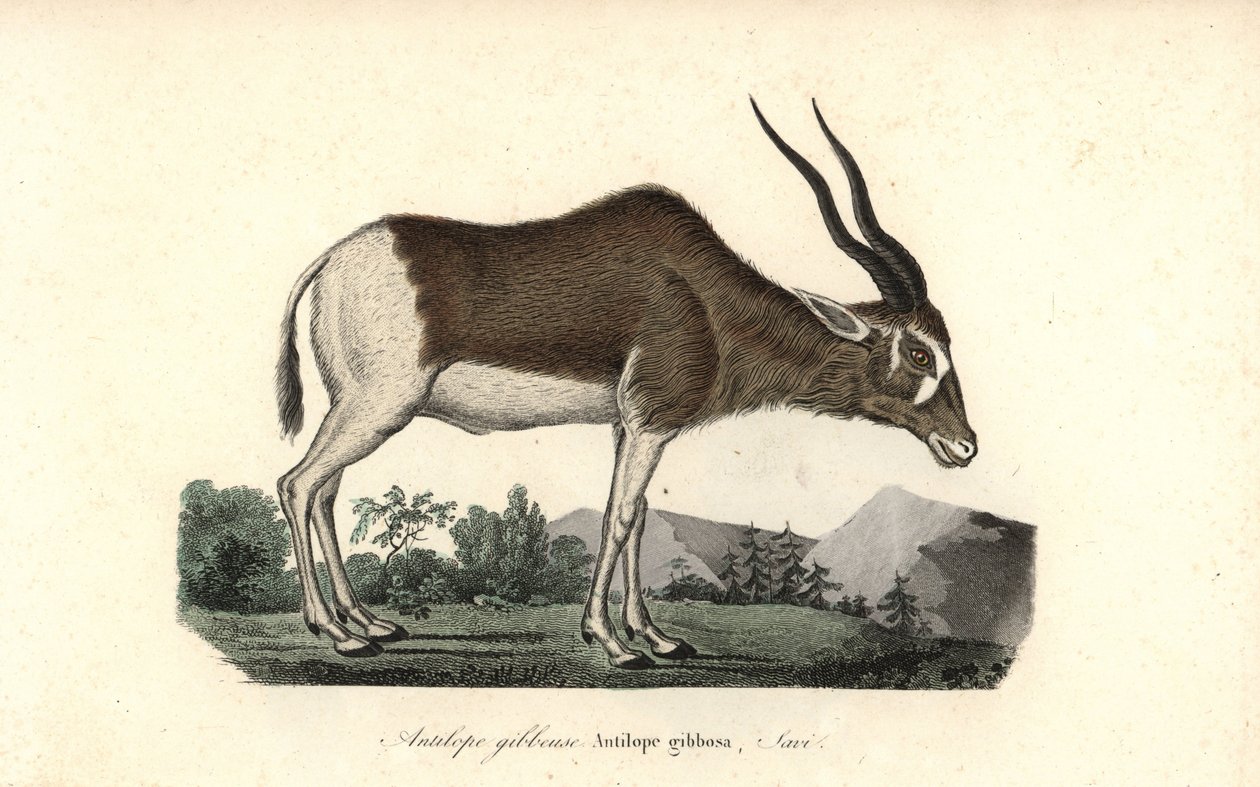 Addax- eller skruvhornsantilop, Addax nasomaculatus. Akut hotad. Handkolorerat kopparstick från Rene Primevere Lessons Complements de Buffon, Pourrat Freres, Paris av Unbekannter Künstler