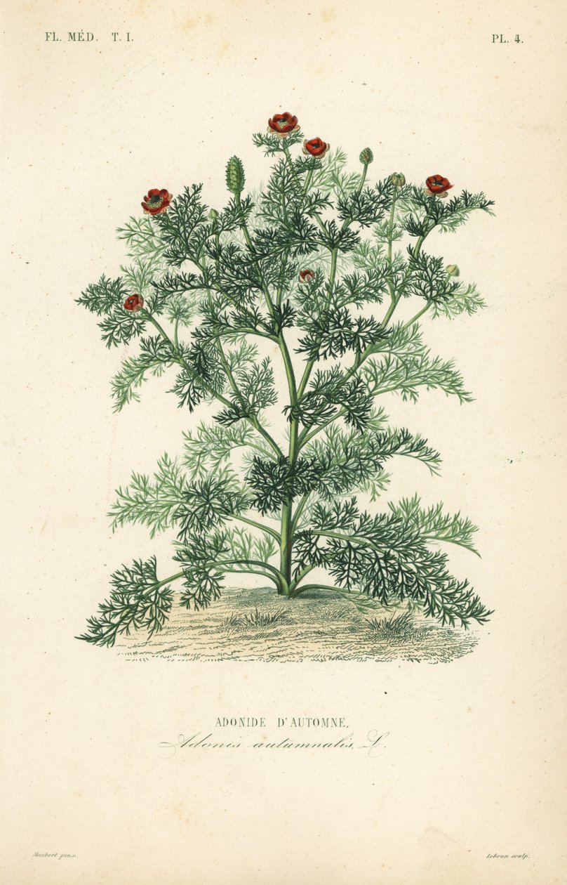 Adonis blomma eller fasanöga, Adonis ettårig, Adonis autumnalis, Adonis d