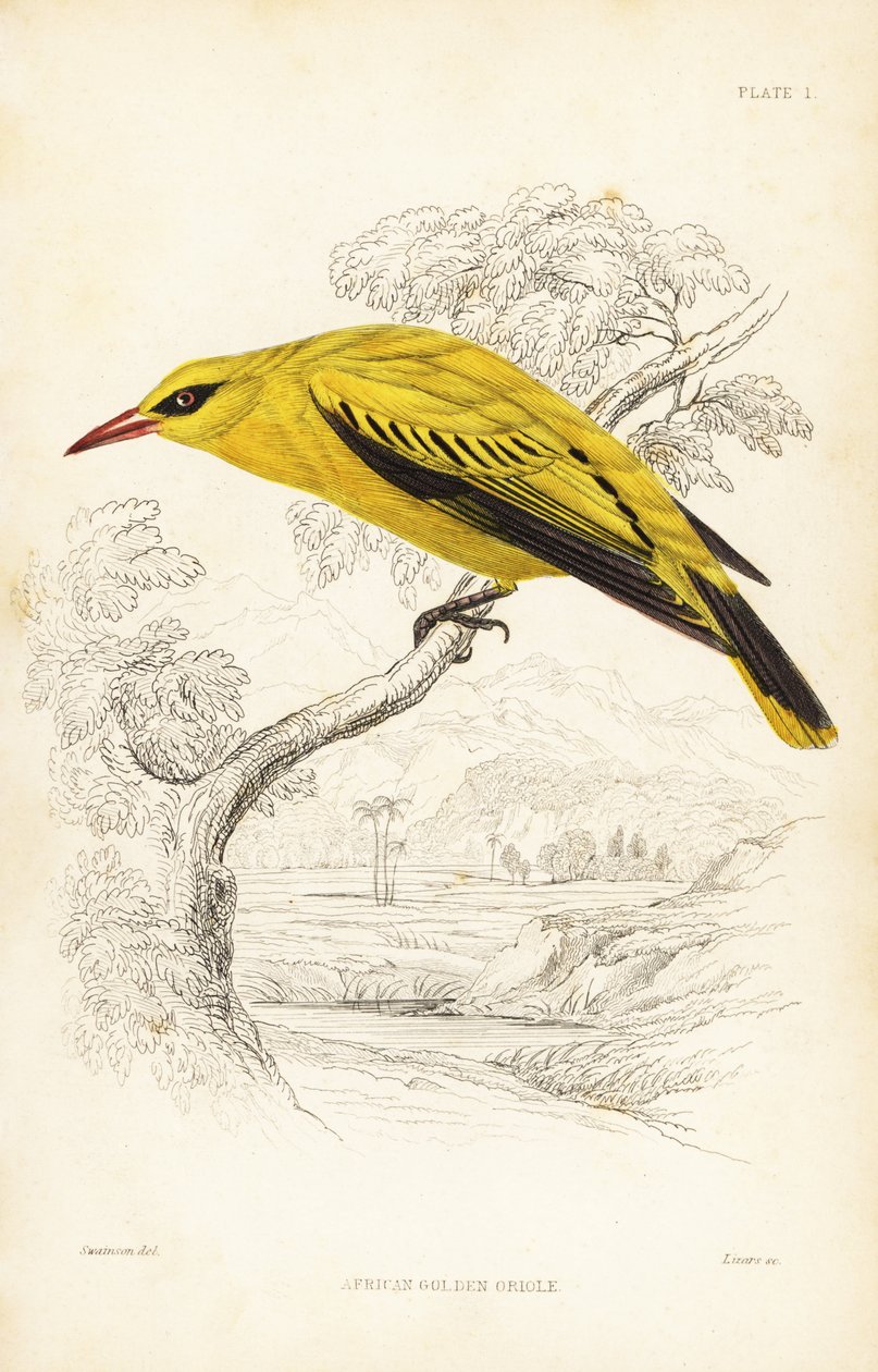 Afrikansk gyllene oriole, Oriolus auratus. Handkolorerat stålstick av William Lizars efter William Swainson från Sir William Jardine