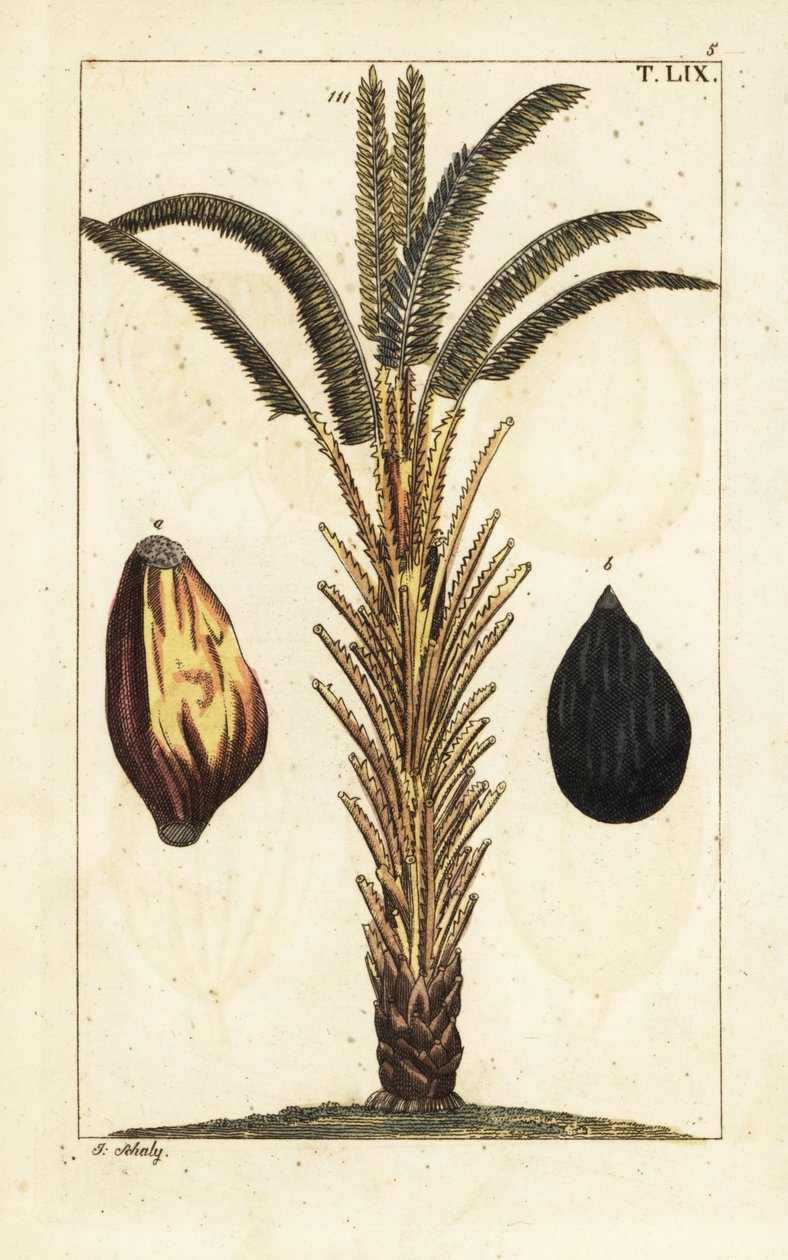 Afrikansk oljepalm med frukt, Elaeis guineensis. av Unbekannter Künstler