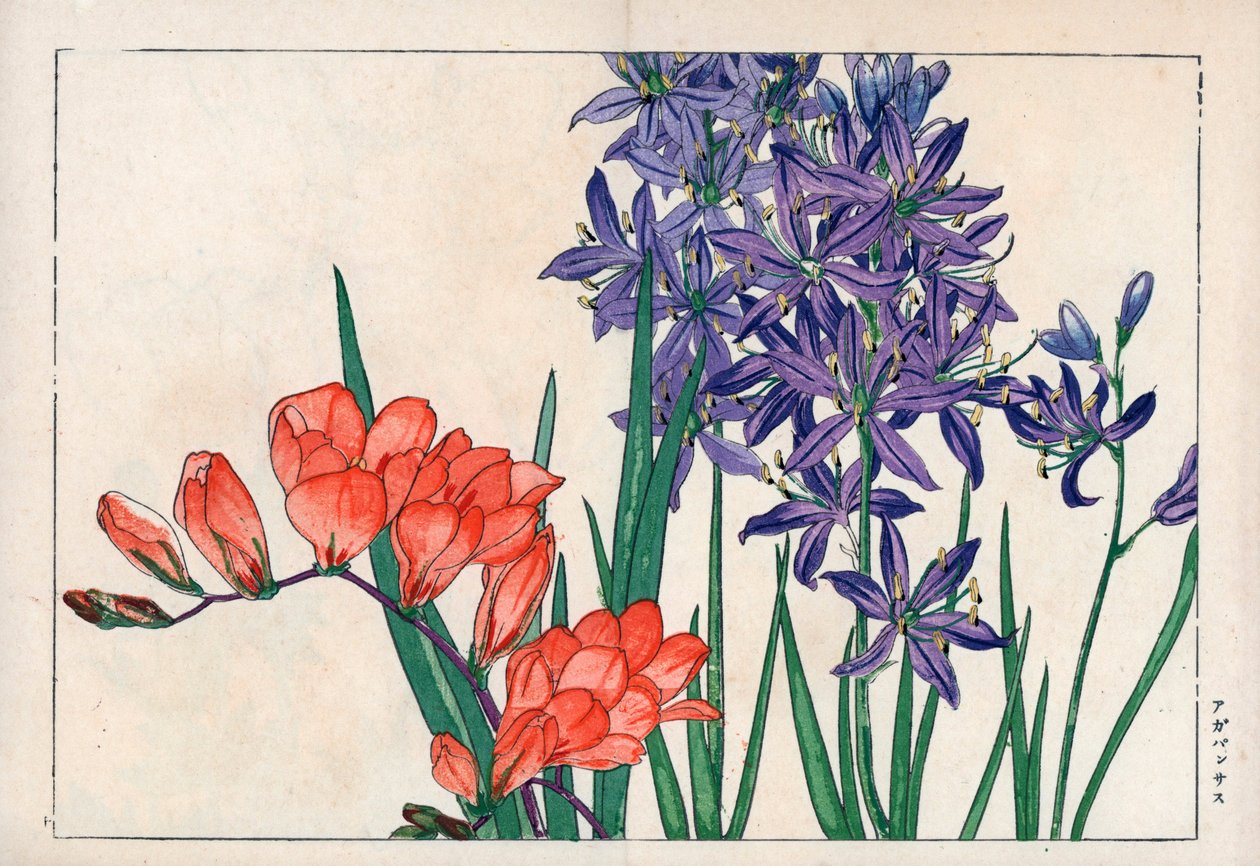 Agapanthus eller liljekonvalj (blå) och fresia. Afrikansk lilja, Agapanthus africanus, och fresia, Freesia refracta. Handkolorerat träsnitt från Konan Tanigamis "Seiyou Sokazufu" (Pictorial Album of Western Plants and Flowers: Spring), Unsodo, Kyo av Unbekannter Künstler