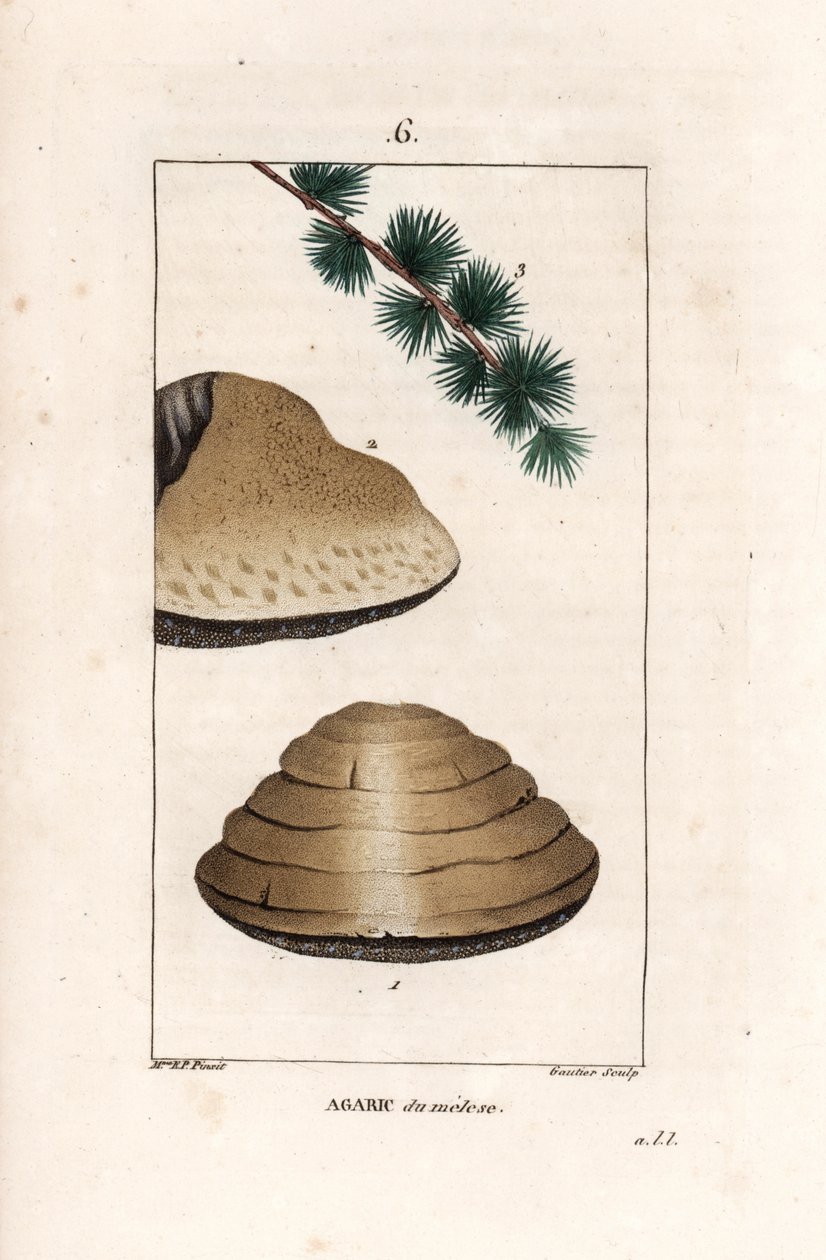 Agaric du meleze - Gravyr av Gautier d