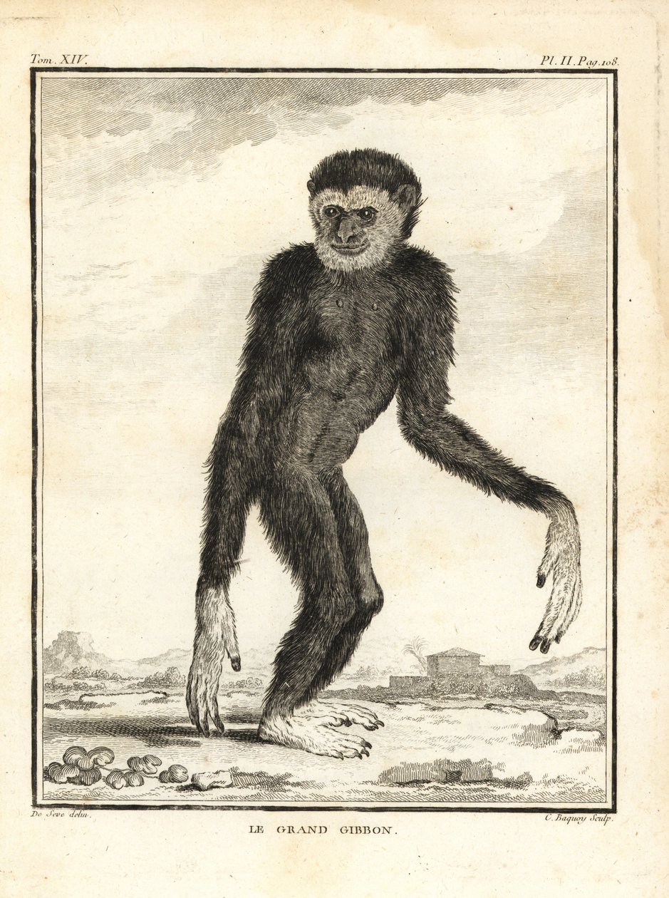 Agil gibbon, Hylobates agilis. Enganderad. Den stora gibbon. Kopparstick av C. Baquoy, efter en illustration av Jacques de Seve från Georges-Louis Leclerc, Comte de Buffon