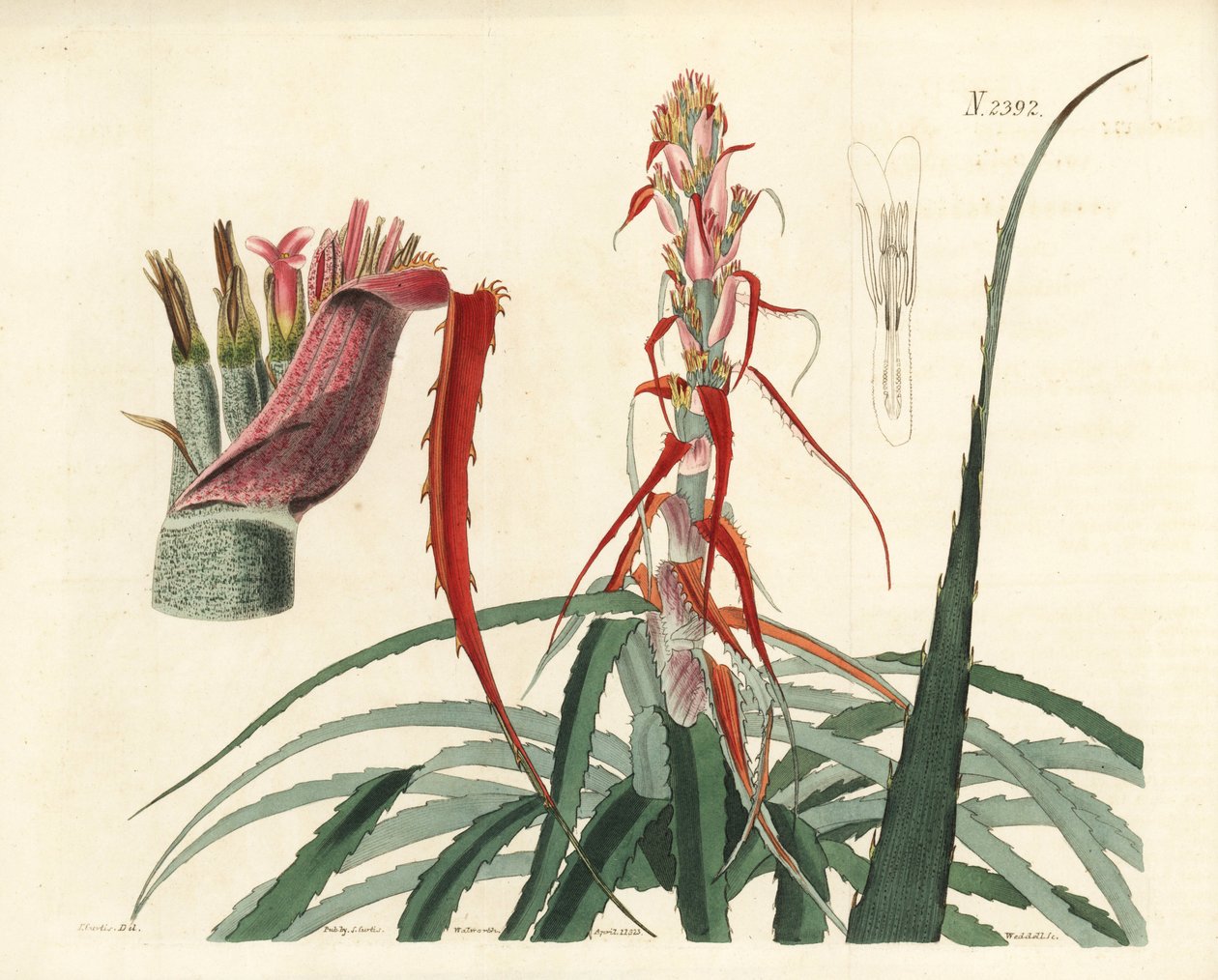 Aguava, Bromelia alsodes (Smalbladig ananas, Bromelia sylvestris). Handkolorerat kopparstick av Weddell efter en botanisk illustration av John Curtis från William Curtis