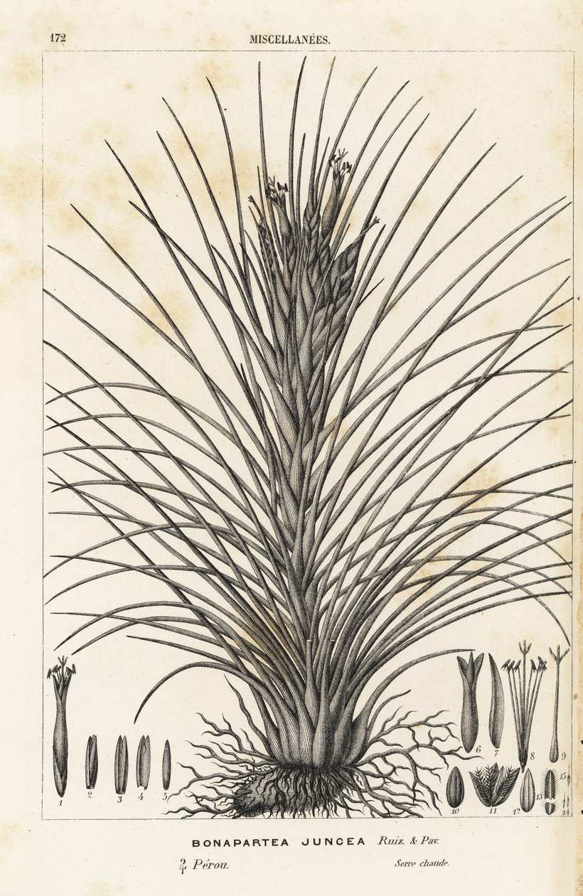 Luftväxt, Tillandsia juncea (Bonapartea juncea). Handkolorerad litografi från Louis van Houtte och Charles Lemaires Flowers of the Gardens and Hothouses of Europe, Flore des Serres et des Jardins de l