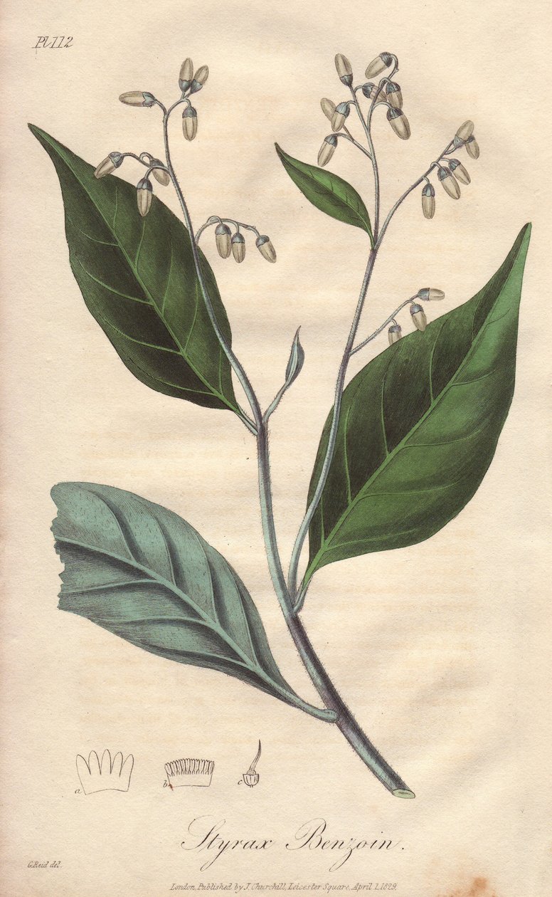 Alibouffier eller styrax (Styrax benzoin) - Starkt vatten av William Clarke för att illustrera "Medical Botanical, Description of the Medicinal Plants of London, Edinburgh, and Dublin" av John Stephenson och James Morss Churchill, publicerad i London av Jo av Unbekannter Künstler