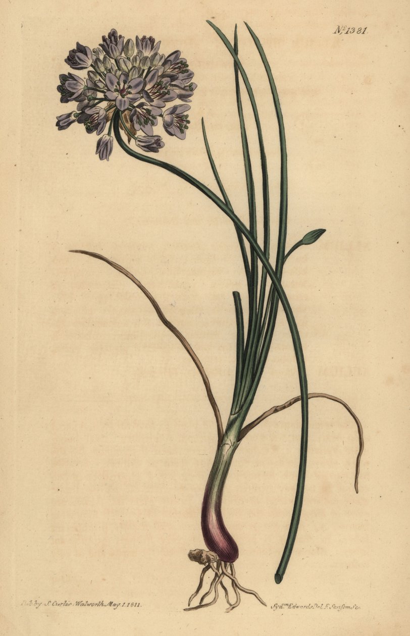 Allium stellerianum (Jonquilbladig vitlök av Unbekannt