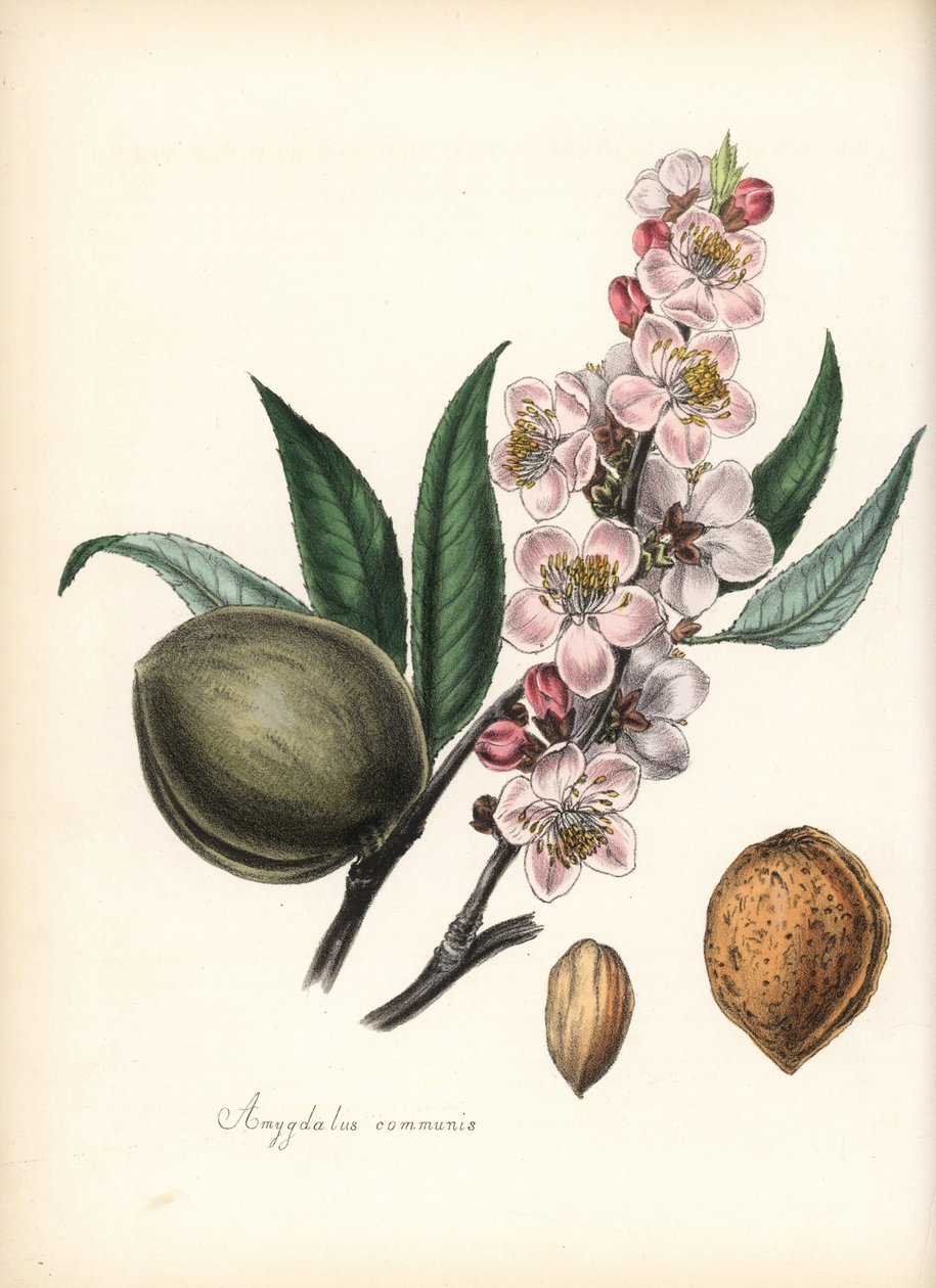Mandel - Vanlig mandel, Prunus amygdalus (Amygdala communis), med blomma, blad, frukt och frö (nöt). Handkolorerad zinkograf av Chabots tecknad av Miss M. A. Burnett från hennes "Plantae Utiliores: or Illustrations of Useful Plants," Whittaker, London av Unbekannter Künstler