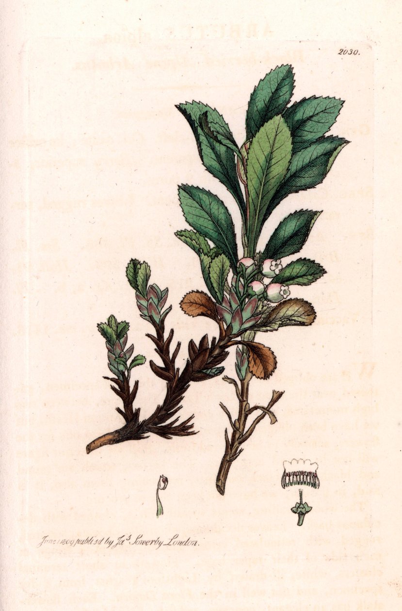 Alpine Busserole eller Alpine Bear Grape (Arctostaphylos alpina) - Litografi baserad på en teckning av James Sowerby för Smith