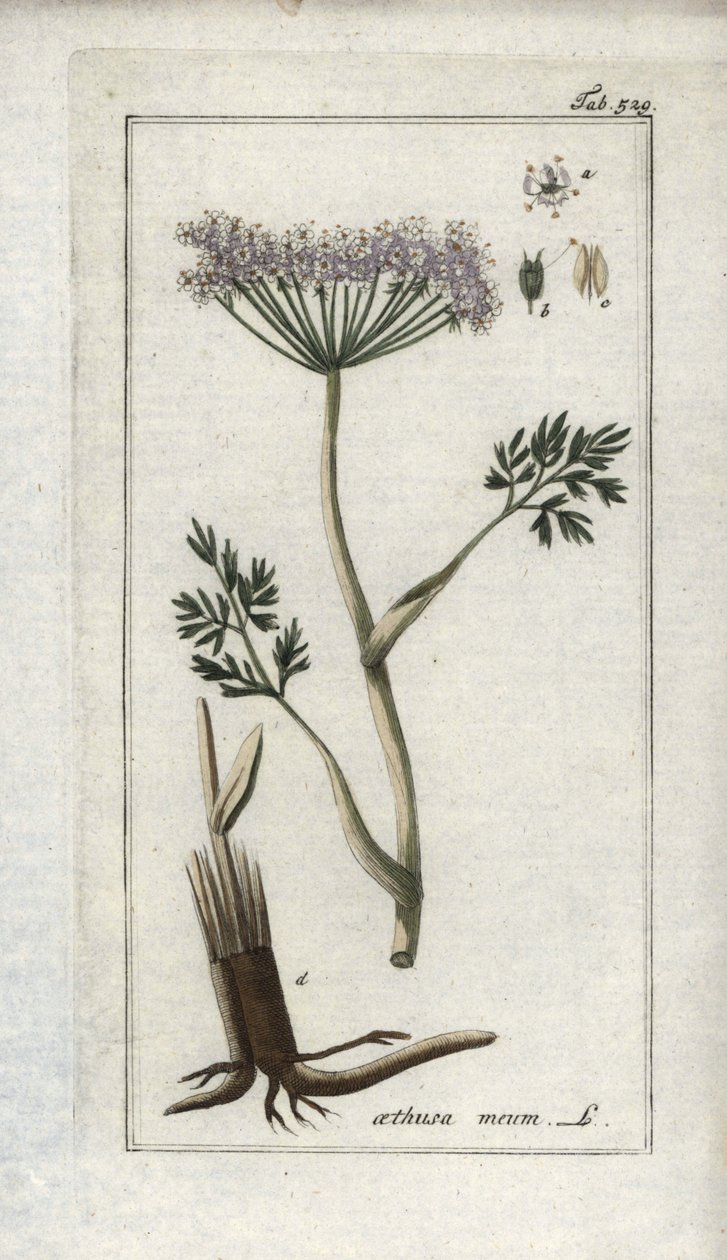 Alpkörvel eller bergsfänkål (Meum athamantium). Litografi från "Afbeelding der Artseny-Gewassen" av Johannes Zorn (1739-1799), Nederländerna av Unbekannter Künstler