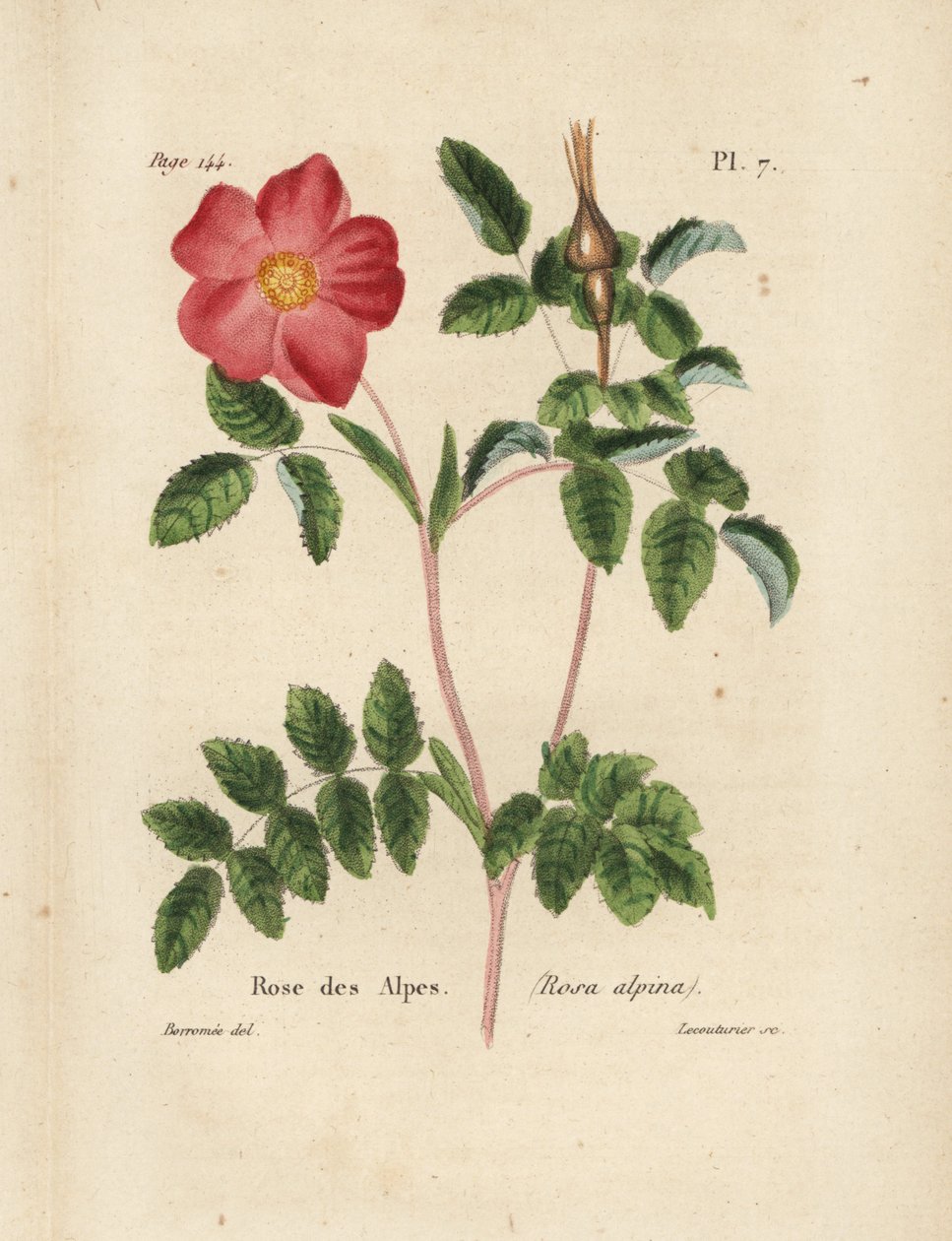 Alpin ros, Alpin ros, Rosa alpina. Handkolorerad litografi av Lecouturier efter en botanisk illustration av Borromee från Pierre Boitards Rose-Lover