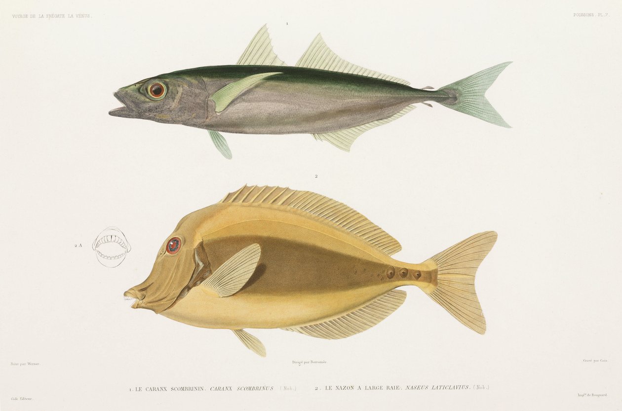 Amberstripe scad och Razor surgeonfish av Unbekannter Künstler