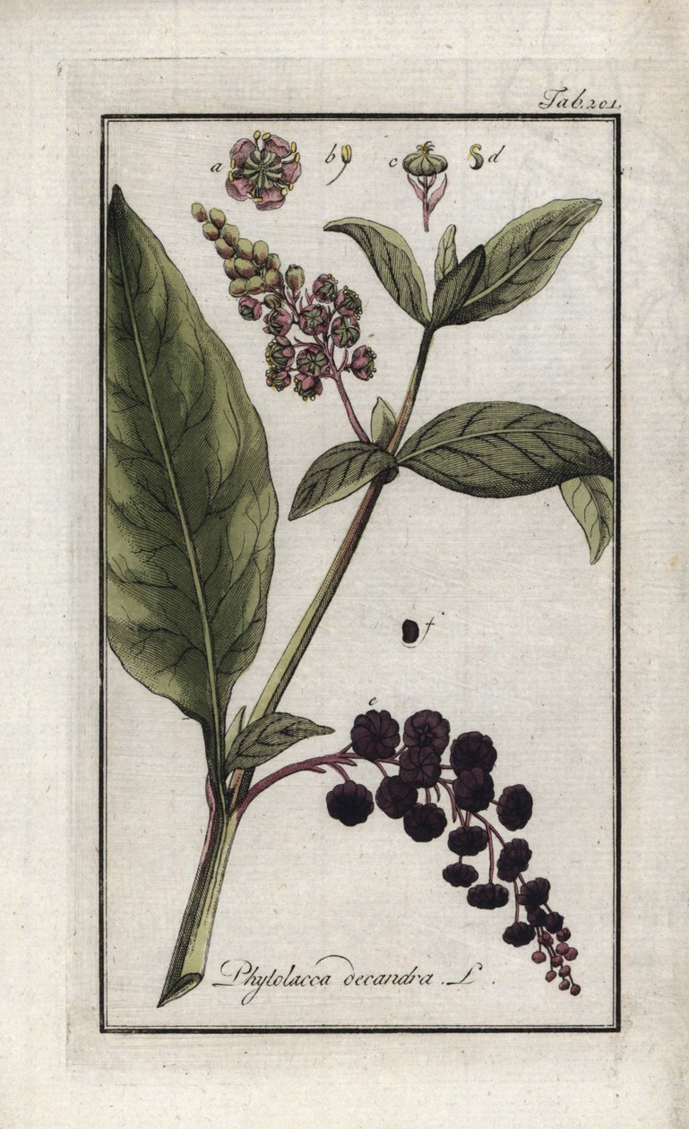 Amerikansk druva eller spinard från Cayenne eller Indien (Phytolacca decandra). Litografi från "Afbeelding der Artseny-Gewassen" av Johannes Zorn (1739-1799), Nederländerna av Unbekannter Künstler
