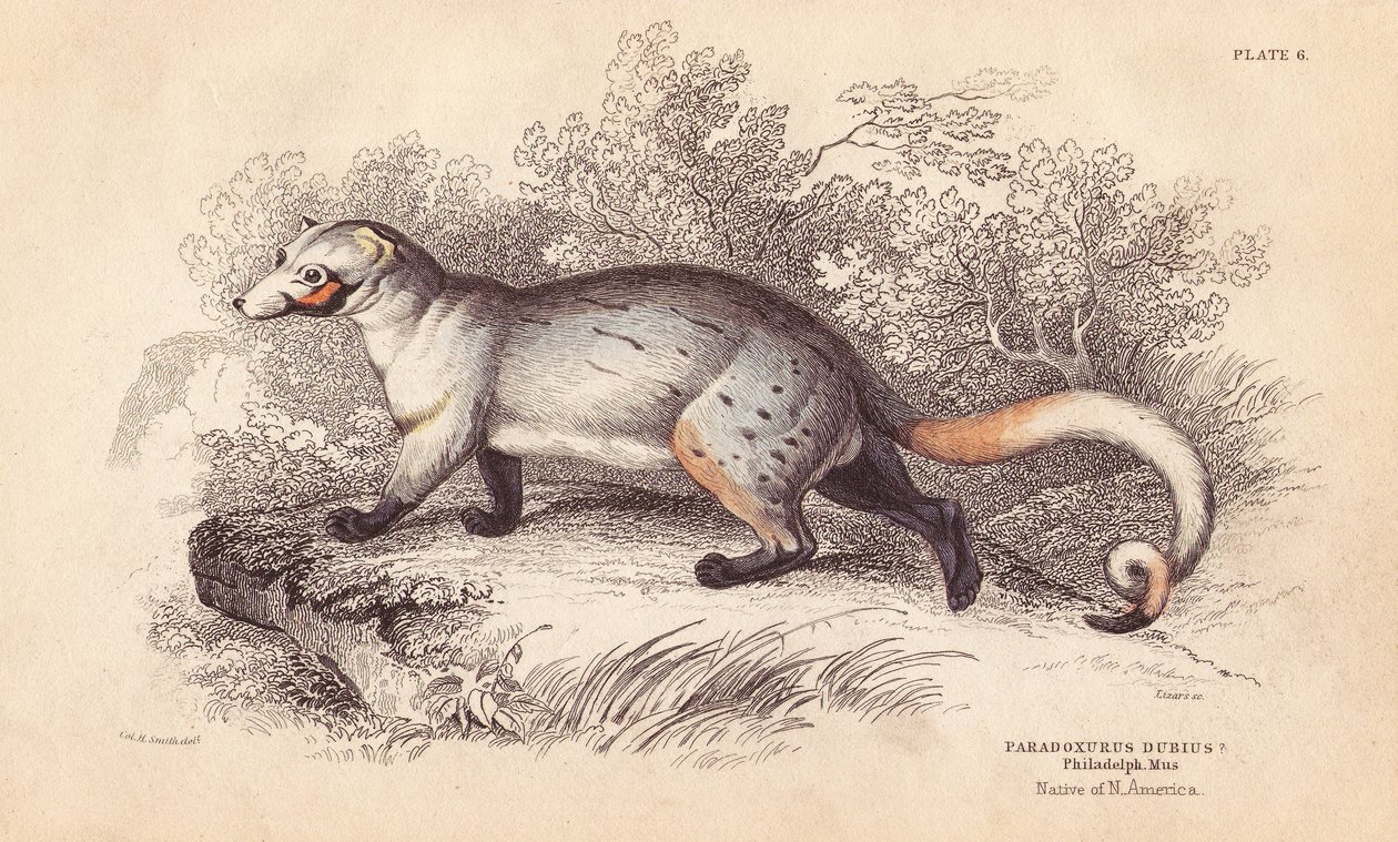 Amerikansk paradox, Paradoxurus dubius. Från ett exemplar i Philadelphia Museum. Handkolorerat stålgravyr av Lizars efter en illustration av Charles Hamilton Smith från William Jardine
