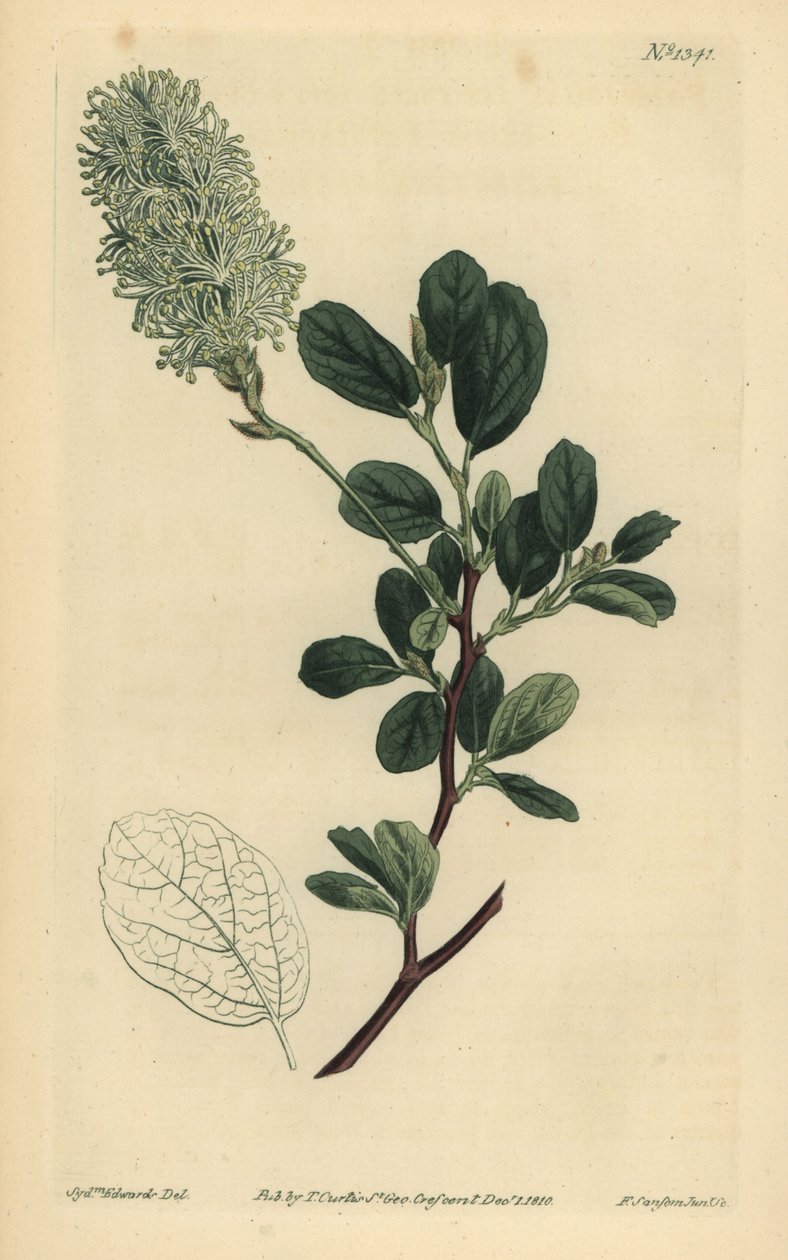 Amerikansk Wych Hazel, Fothergilla gardenii (Trubbigbladig fothergilla, Fothergilla alnifolia obtusa) av Unbekannt