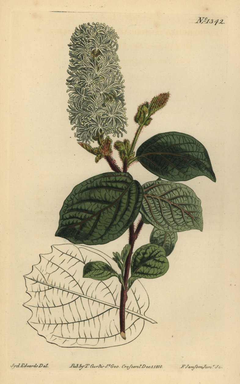 Amerikansk wychhassel, Fothergilla gardenii (bredbladig fothergilla, Fothergilla alnifolia major) av Unbekannt