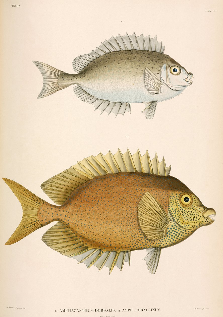 Amphacanthus dorsalis, Amphacanthus corallinus, Indonesien av Unbekannter Künstler