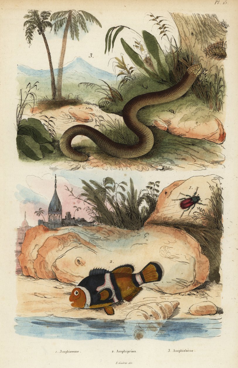 Amphicoma scullelata 1, saddleback clownfisk, Amphiprion polymnus 2 och vit masködla, Amphisbaena alba 3. Amphiprion laticlavius Amphicome, Amphiprion, Amphisbene av Unbekannt