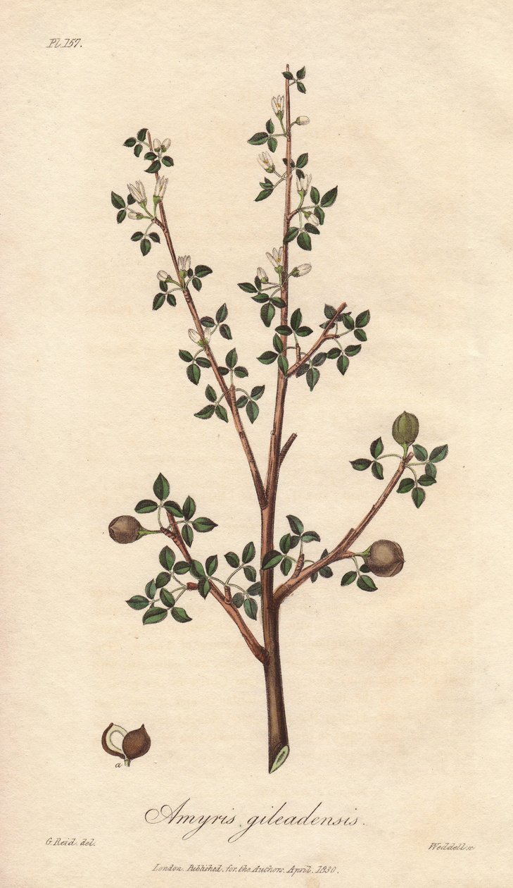 Amyris elemifera eller Elemi-trädet (Commiphora gileadensis) Starkt vatten av William Clarke för att illustrera "Medical Botanical, Description of the Medicinal Plants of London, Edinburgh and Dublin" av John Stephenson och James Morss Churchill, publicera av Unbekannter Künstler