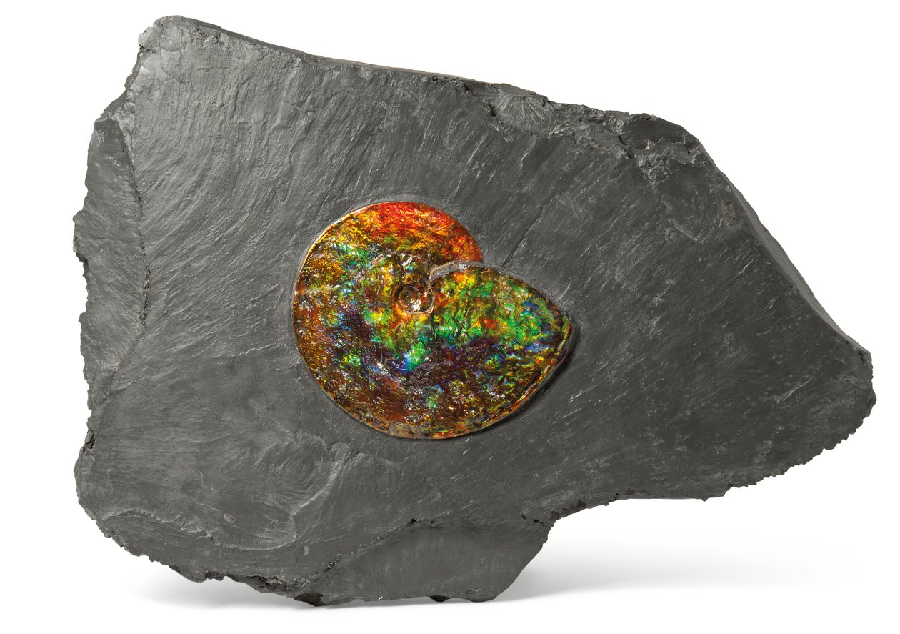 En regnbågsskimrande ammonit, från Kanada (fossil) av Unbekannt