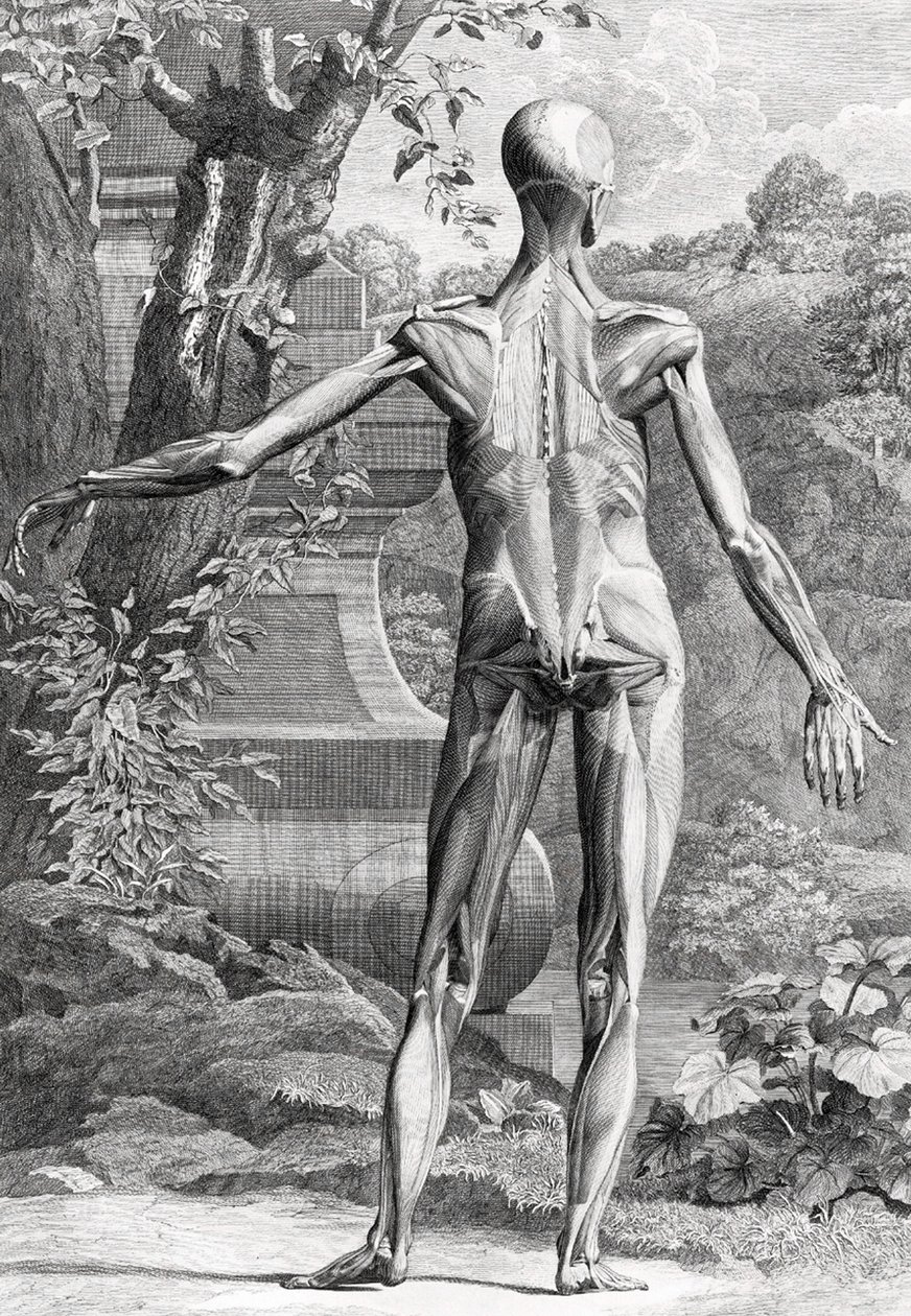 Anatomisk illustration av Unbekannter Künstler