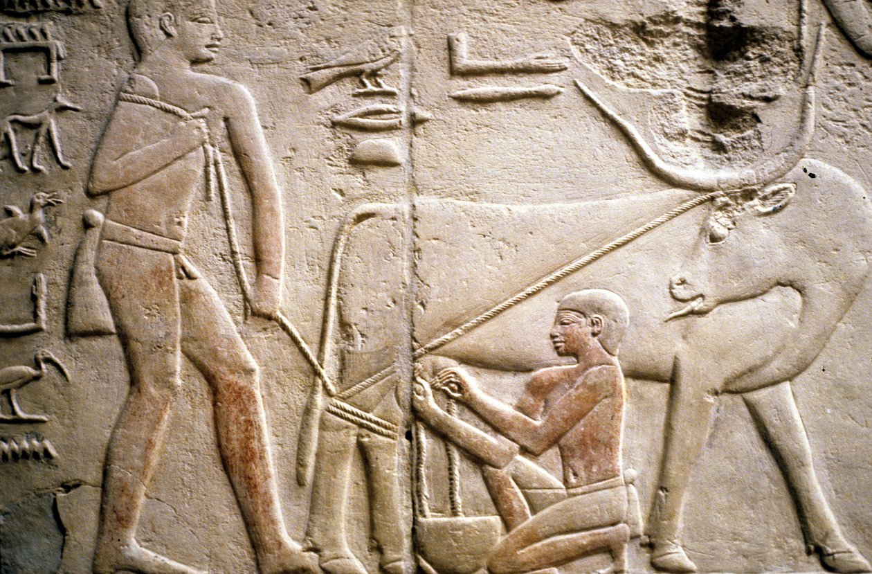 Forntida Egypten: Saqqarah (eller Saqqara eller Sakkarah): det gamla imperiets begravningsplats, ädlingens grav. Detalj av relieferna som visar mjölkningen av en buffel. av Leopold Blonder