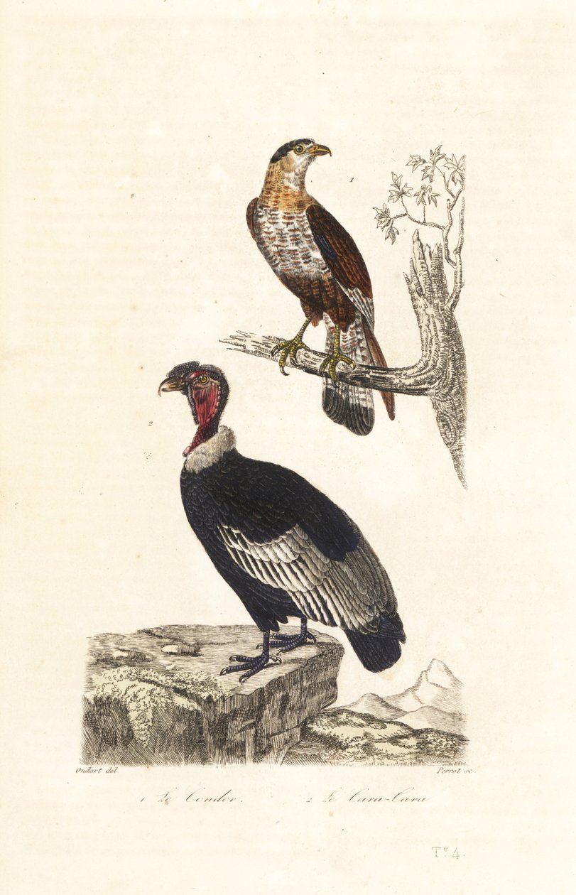 Andinsk kondor och södra crested caracara. av Unbekannter Künstler