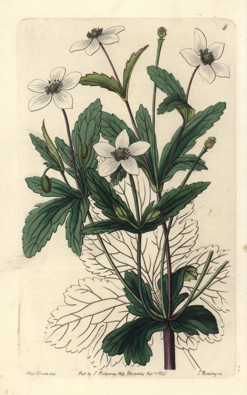 Anemone des rives - Anemonen på rivan, Anemone rivularis. Handkolorerat kopparstick av George Barclay efter en illustration av Miss Sarah Drake från Edwards