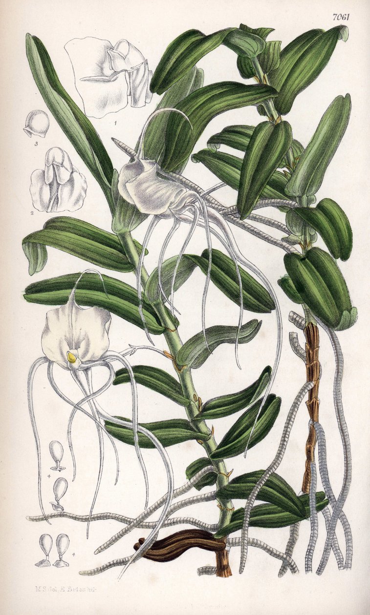 Angraecum germinyanum, Madagasvar vit orkidé. Uppkallad efter greve Adrien de Germiny, Frankrike. Teckning av Matilda Smith (1854-1926), litografi av J.N. Fitch i Curtis Botanical Magazine, av Joseph Dalton Hooker, utgiven i London, England, av L. Reeve an av Unbekannter Künstler