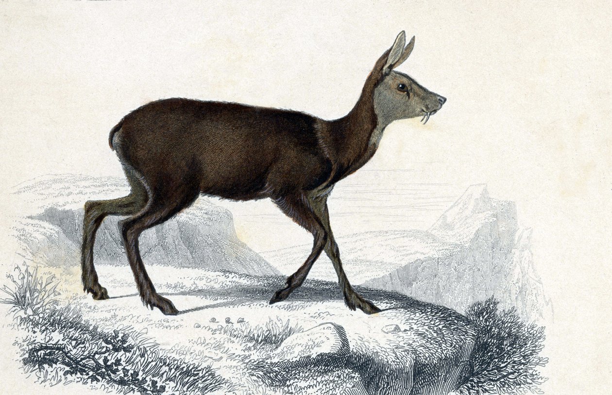 Djurnamn: Chevrotain (Moschus Pygnueus). Mammiferes quadrupedes ruminants - i "Dictionnaire universel d