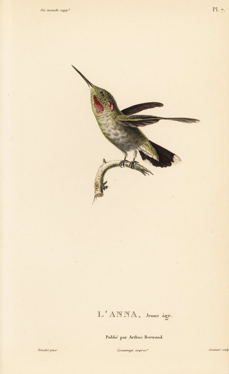 Annas kolibri, Calypte anna (Ornismya anna), juvenil. Handkolorerat stålgravyr av Coutant efter en illustration av Jean-Gabriel Pretre från Rene Primevere Lessons Natural History of the Colibri Genus of Hummingbirds. av Unbekannter Künstler
