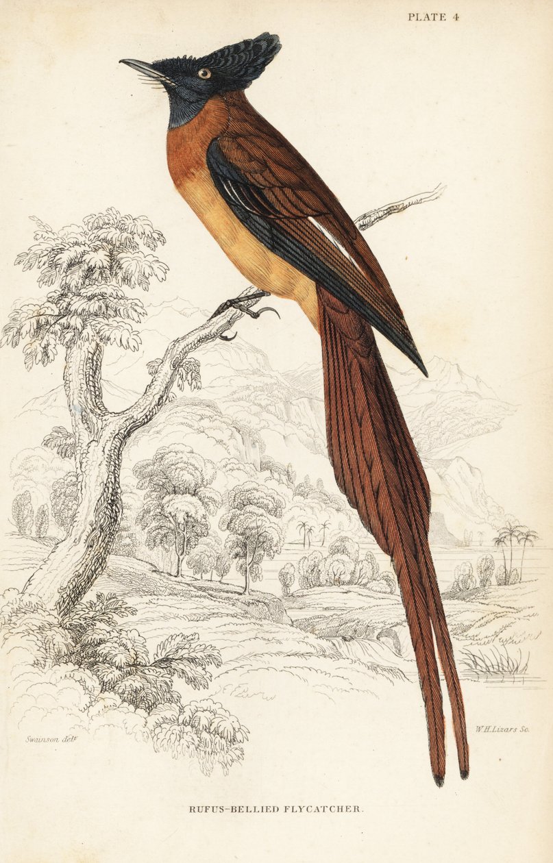 Annobon paradise flycatcher, Terpsiphone smithii, Sårbar. (Rufos-bellied flugsnappare, Muscipeta rufiventer). Handkolorerat stålstick av William Lizars efter William Swainson från Sir William Jardine