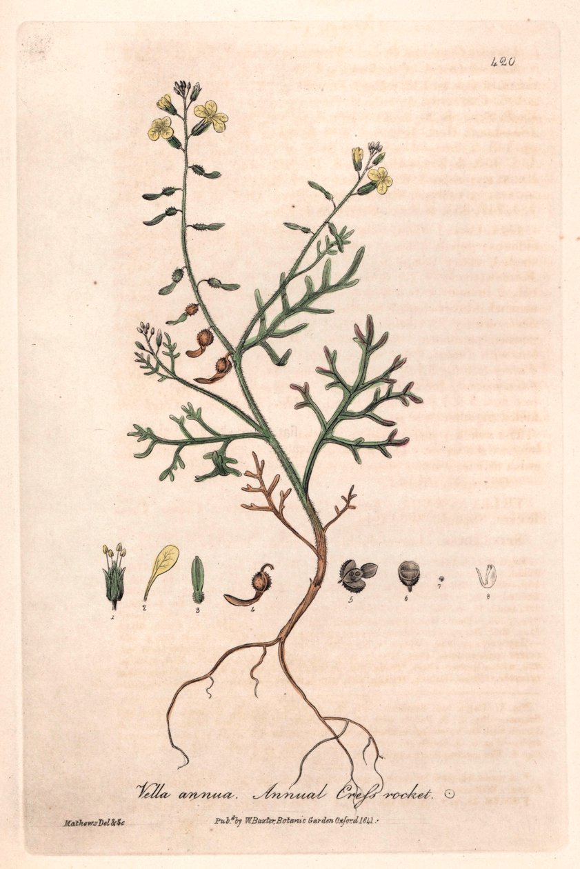Annuell vella (Vella annua) - Botanisk plansch av Isaac Russell, graverad av Charles Matthews, från "English Botanical Phenomenes" av William Baxter (1788-1871) av Unbekannter Künstler