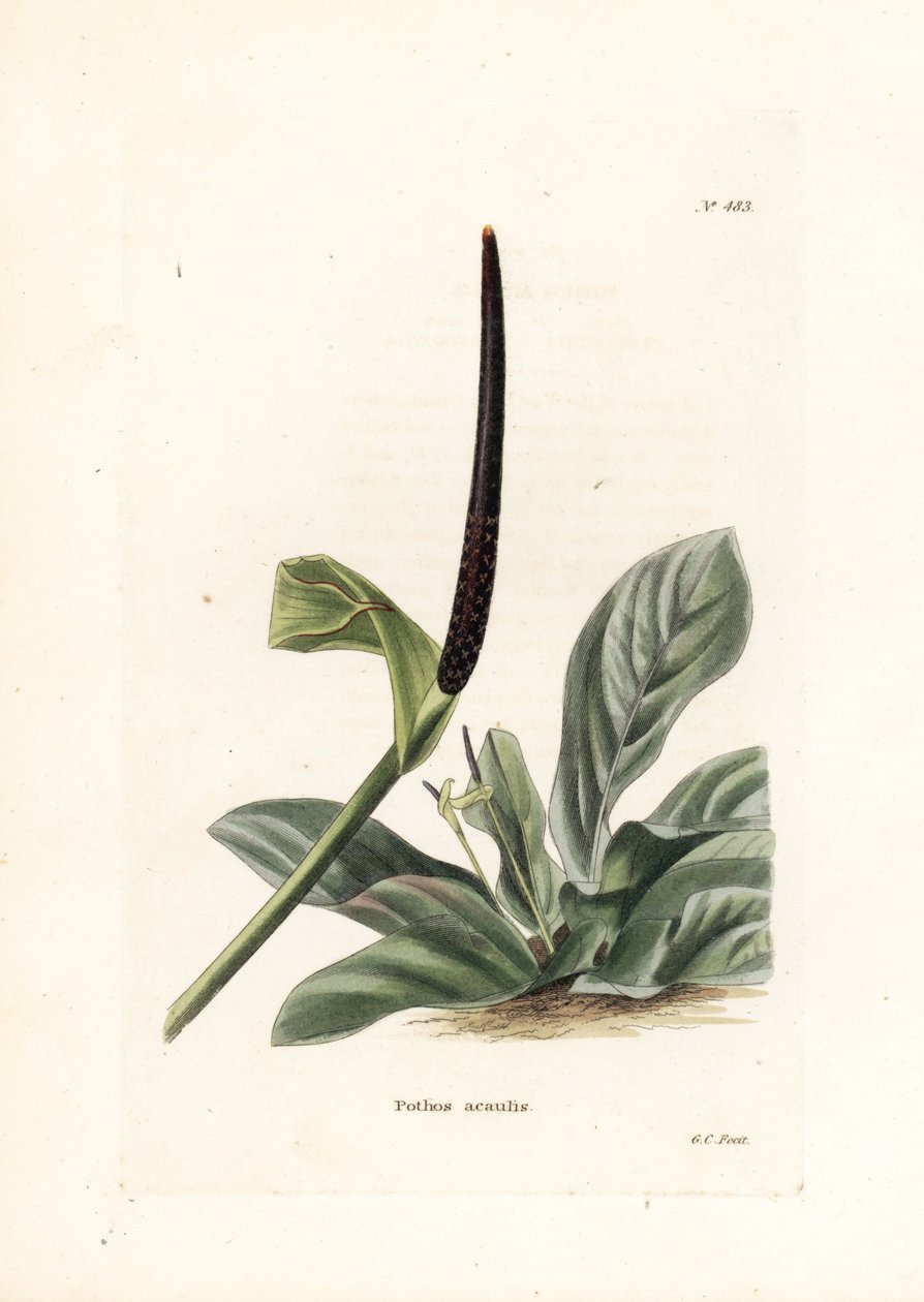 Anthurium fågelbo eller anthurium kål (Pothos acaulis) - Litografi av George Cooke, för den brittiska tidskriften Conrad Loddiges Botanical Cabinet (1738-1826) av Unbekannter Künstler