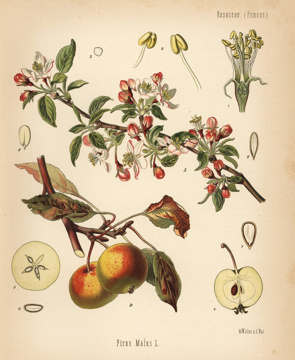 Äppelträd, Malus domestica (Pyrus malus). Kromolitografi efter en botanisk illustration av Walther Muller från Hermann Adolph Koehler
