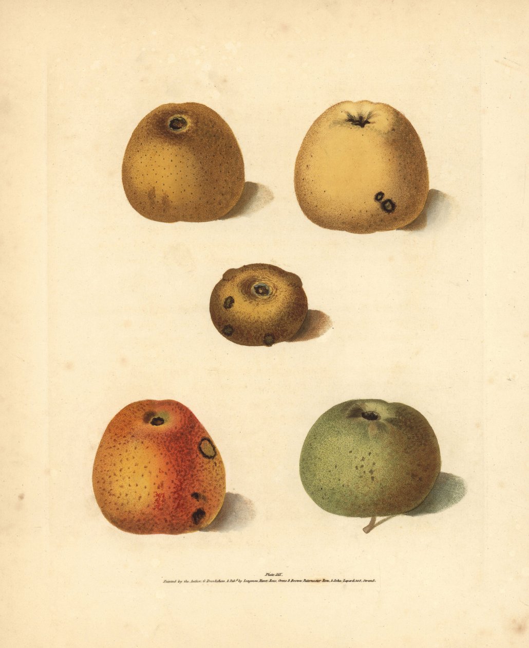 Sorter av äpple, Malus domestica: Franklin