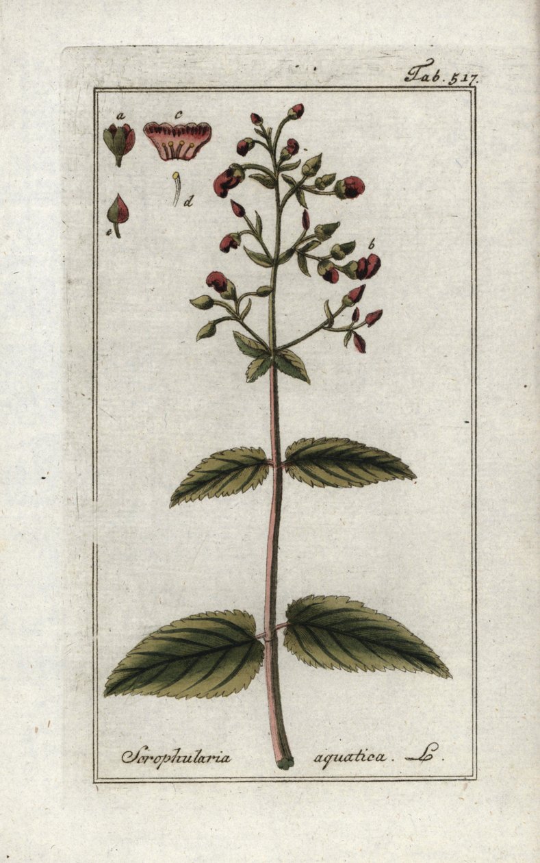 Vattenskorpion (Scrophularia aquatica). Litografi från "Afbeelding der Artseny-Gewassen" av Johannes Zorn (1739-1799), Nederländerna av Unbekannter Künstler
