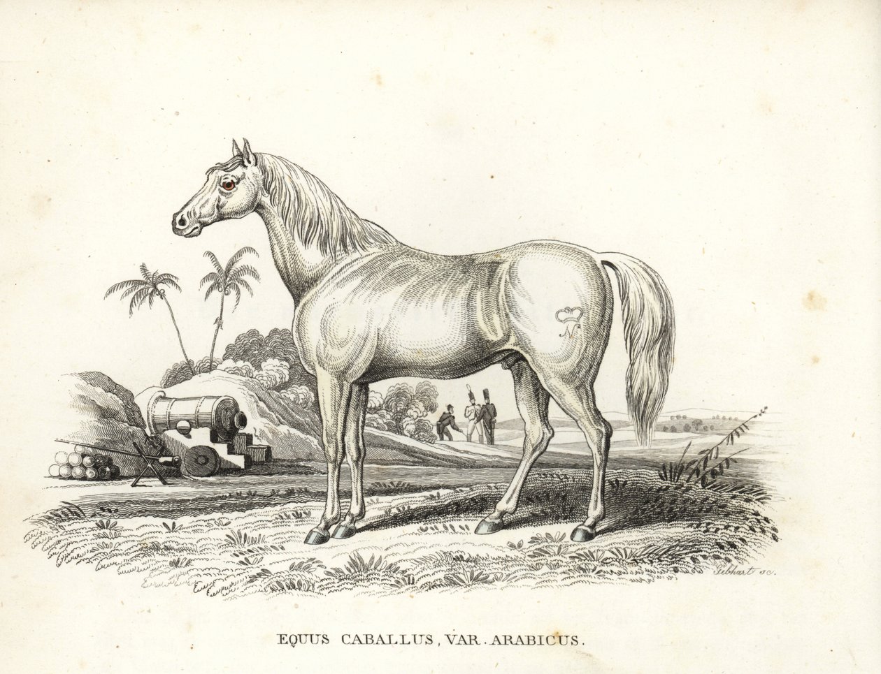 Arabisk häst eller arabhäst, Equus caballus var. arabicus. Med Napoleons märke på flanken och franska soldater och kanoner i en nordafrikansk slagfältsmiljö. Handkolorerad litografi från Georg Friedrich Treitschkes naturhistoriska galleri, Naturhistor av Unbekannter Künstler