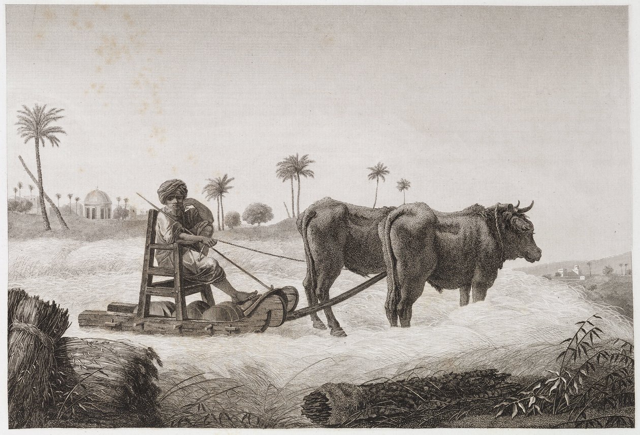 Åkerbruk, skördetröskmaskin, Egypten, ca 1798 av Unbekannt