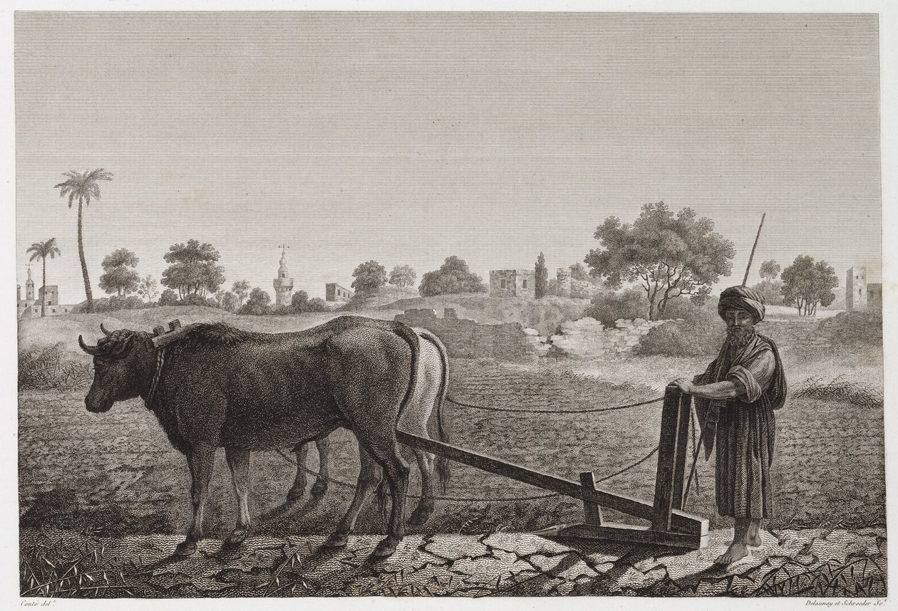 Åkerbruk, plöjning Plöjning med oxar, Egypten, ca 1798 av Unbekannt