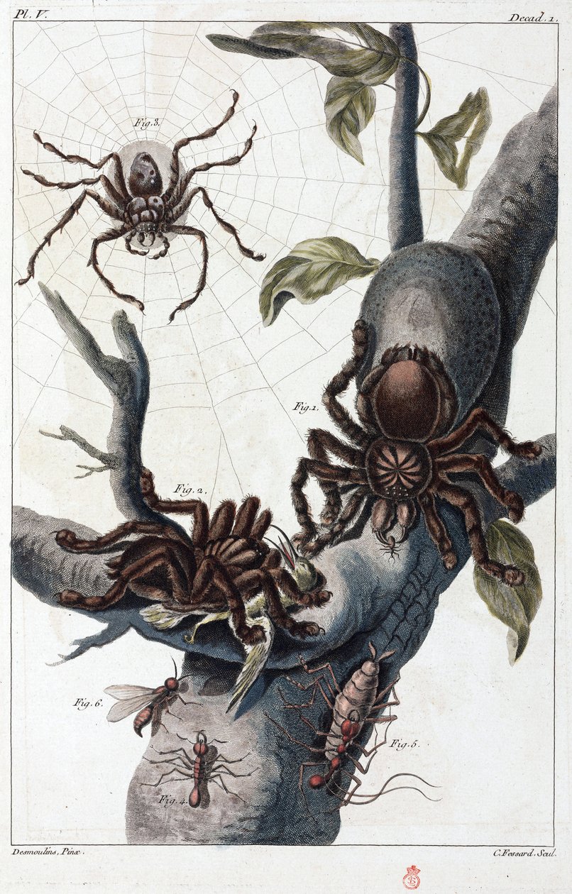 Surinam fågelätande spindel och tarantula av Unbekannt