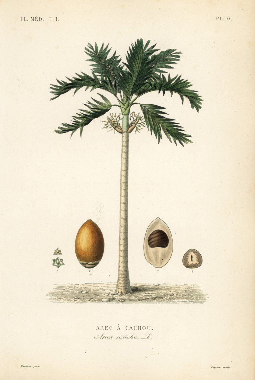 Areca nötpalm, Areca catechu, Arec a cachou av Unbekannt