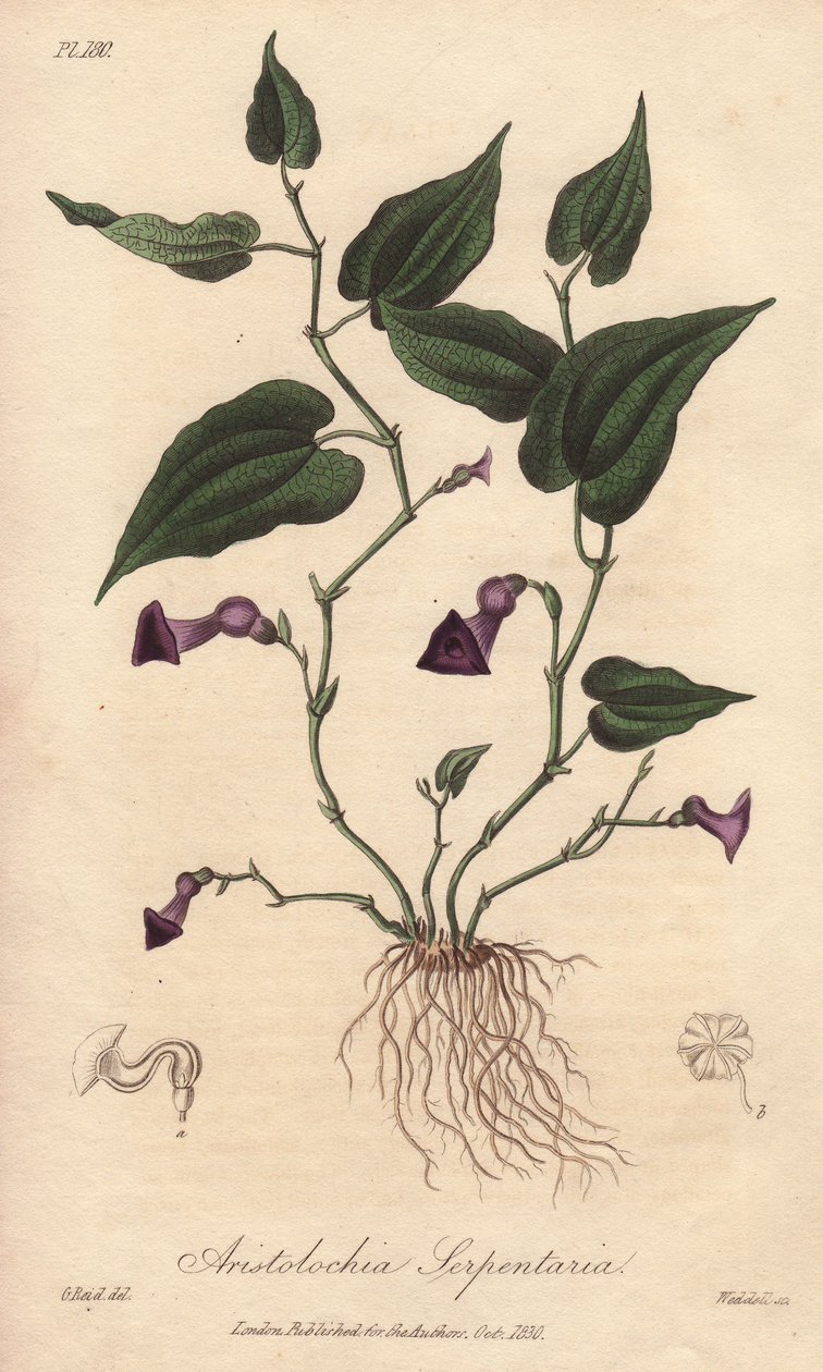 Aristoloche (Aristolochia serpentaria) - Starkt vatten av William Clarke för att illustrera "Medical Botanical, Description of the Medicinal Plants of London, Edinburgh and Dublin" av John Stephenson och James Morss Churchill, publicerad i London av John C av Unbekannter Künstler