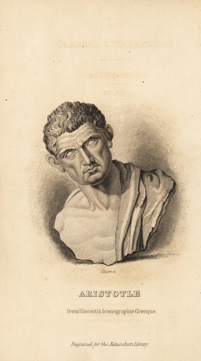 Aristoteles, grekisk filosof och naturforskare, 384-322 f.Kr av Unbekannt